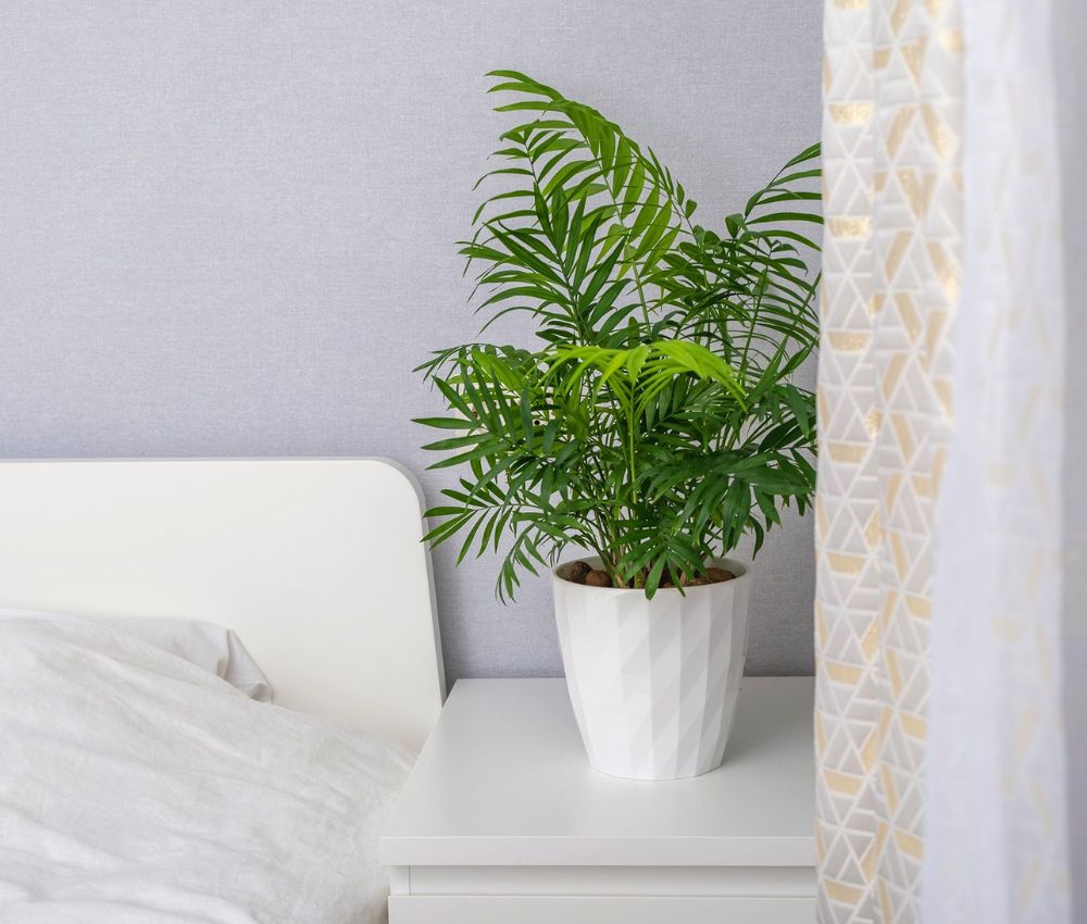 Decor cây xanh trong phòng ngủ giúp cân bằng năng lượng