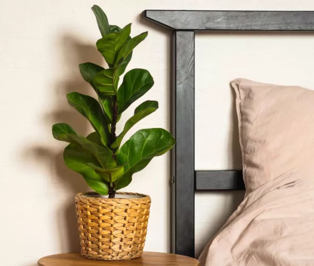 Decor cây xanh trong phòng ngủ giúp thanh lọc không khí