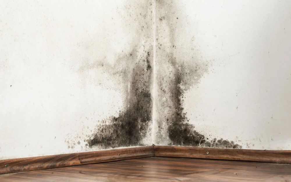 Khí hậu ẩm thấp là nguyên nhân tường nhà bị mốc