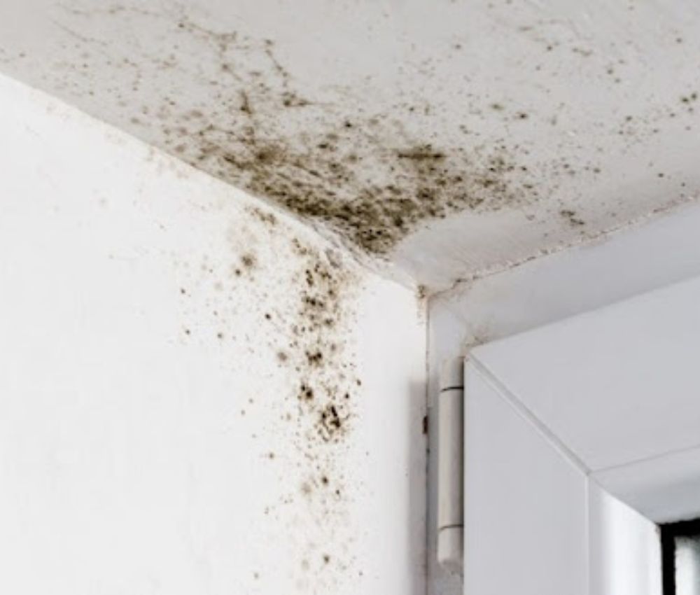 Độ ẩm tích tụ thường xuyên trên bề mặt trần tạo điều kiện thuận lợi cho nấm mốc